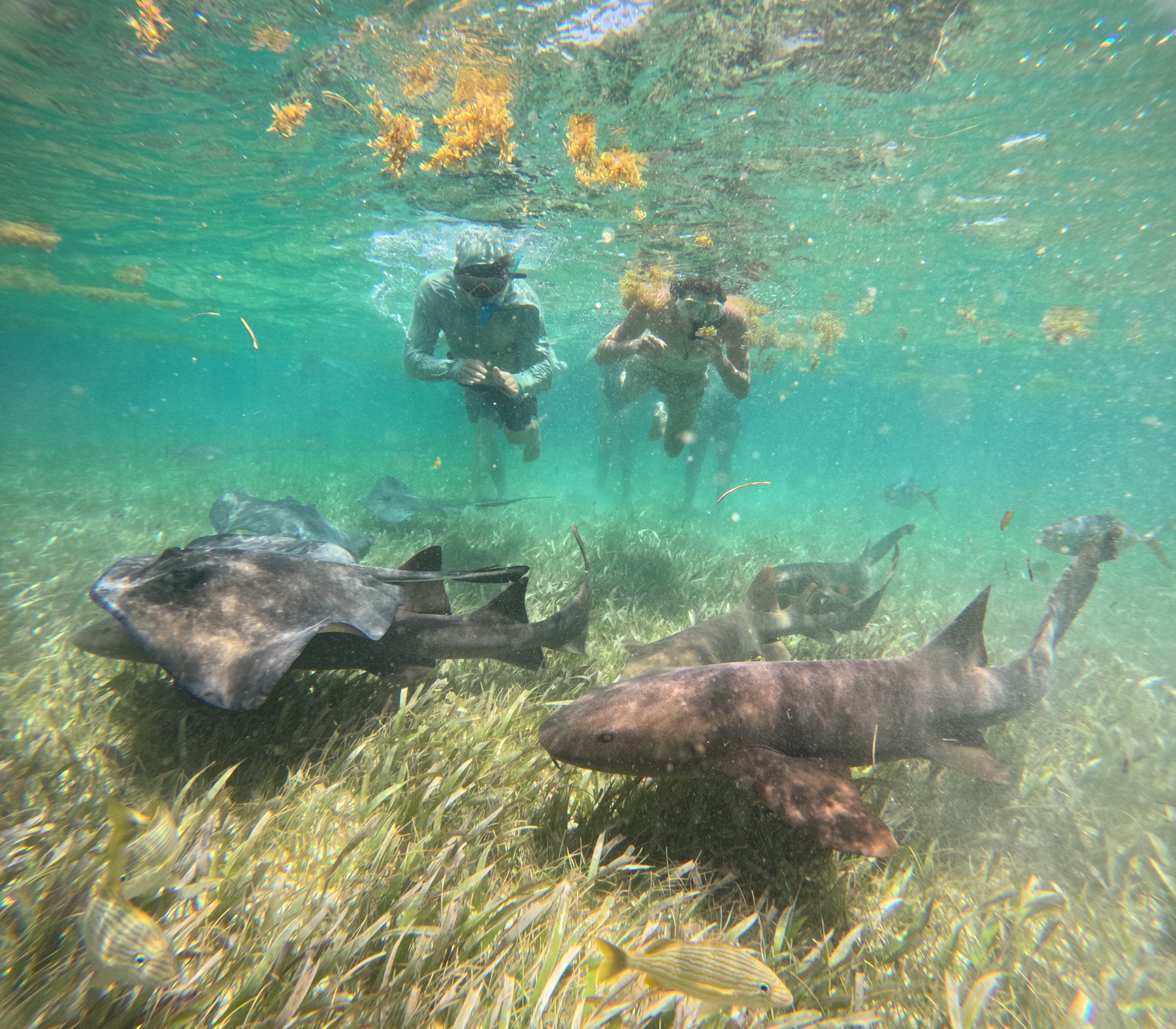 Nurse sharks and rays over seagrass, underwater