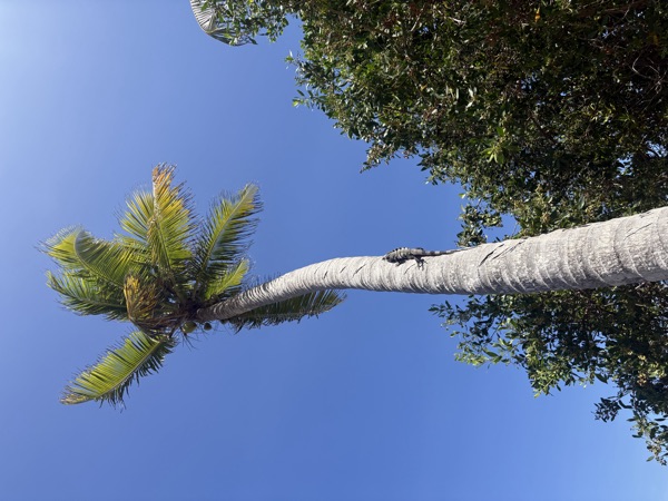 Palm tree against blue sky