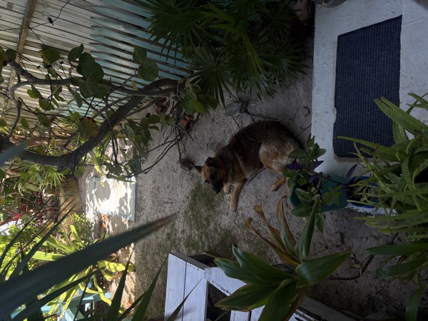 Dog sleeping on a patio